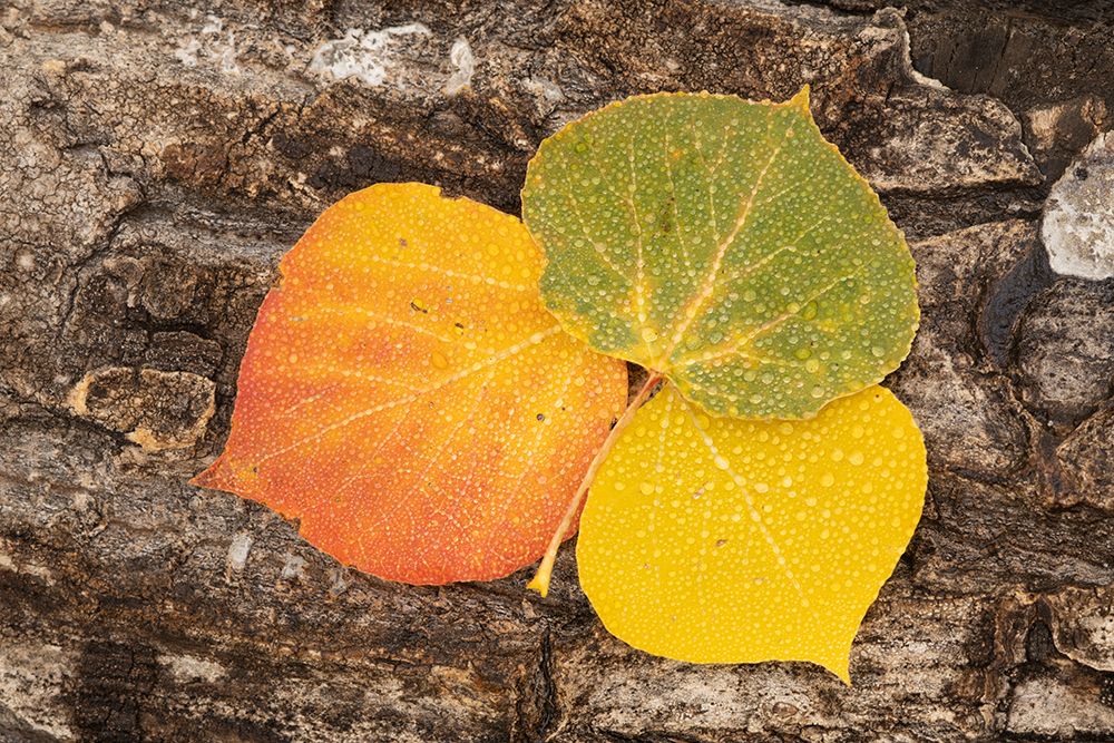 USA-Colorado-Uncompahgre National Forest Wet aspen leaves on log